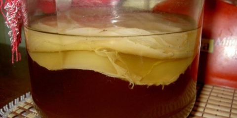 Kako oprati kombuchu: pravila i redovnost pranja, fotografija, video